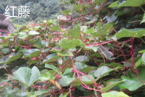 红藤和鸡血藤有什么区别，科属、外形均不同