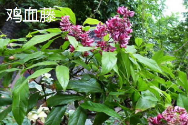 红藤和鸡血藤有什么区别，科属、外形均不同