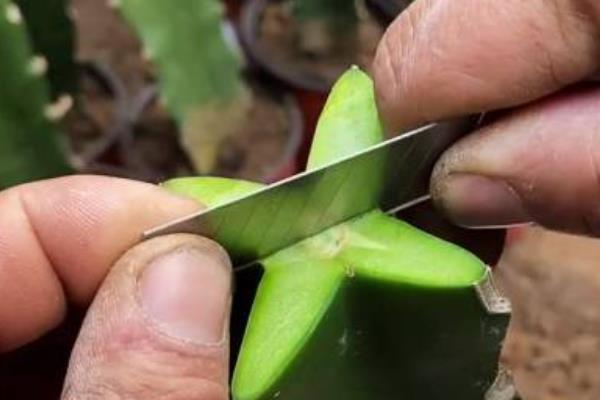 如何种植火龙果，枝条长到1.3米左右时要摘心