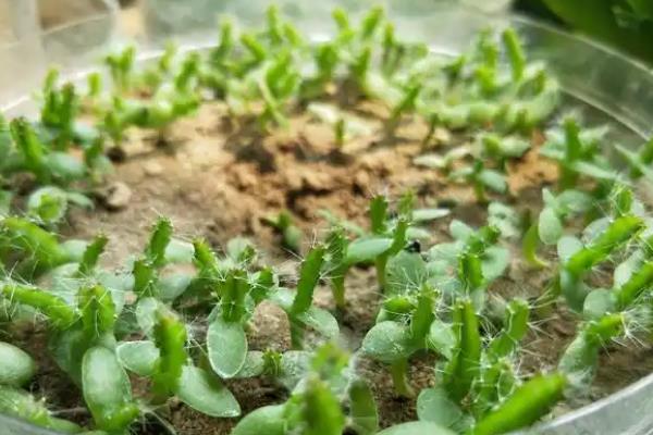 如何种植火龙果，枝条长到1.3米左右时要摘心