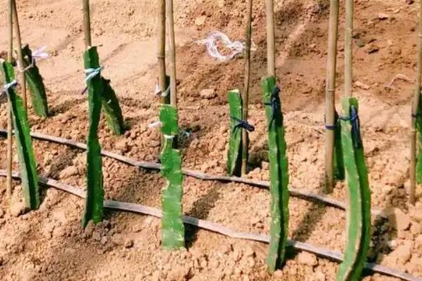 如何种植火龙果，枝条长到1.3米左右时要摘心