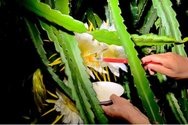 如何种植火龙果，枝条长到1.3米左右时要摘心