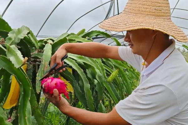 如何种植火龙果，枝条长到1.3米左右时要摘心