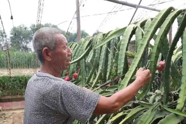 如何种植火龙果，枝条长到1.3米左右时要摘心