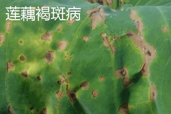 莲藕瘟病怎么防治，实行水旱轮作可减轻病害