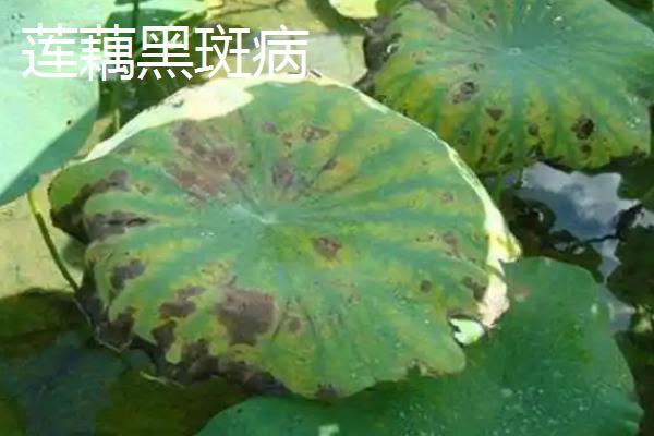 莲藕瘟病怎么防治，实行水旱轮作可减轻病害