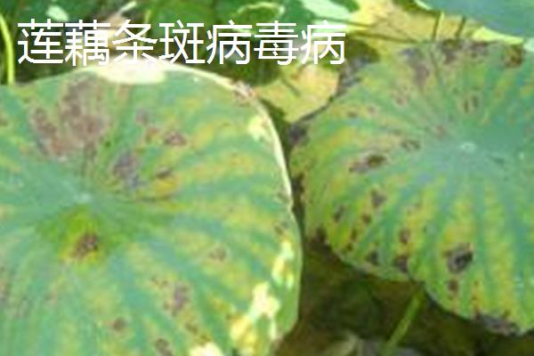 莲藕瘟病怎么防治，实行水旱轮作可减轻病害