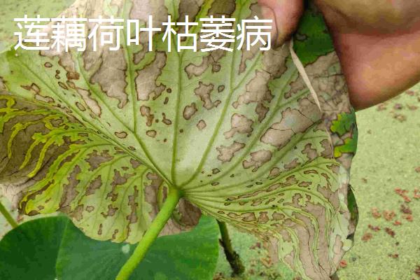 莲藕瘟病怎么防治，实行水旱轮作可减轻病害