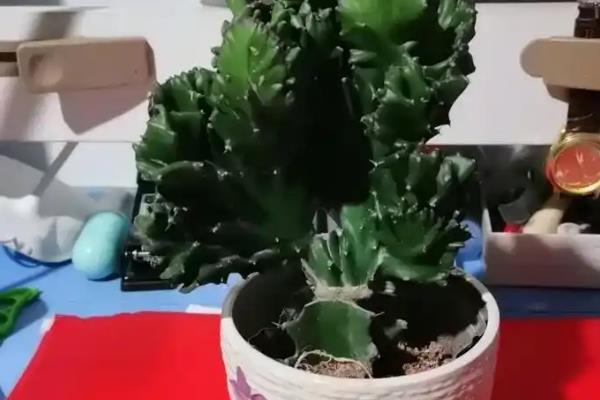 让玉麒麟快速生根的方法，施入农家肥或氮肥可加快生长速度
