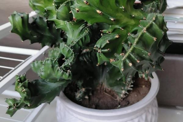让玉麒麟快速生根的方法，施入农家肥或氮肥可加快生长速度