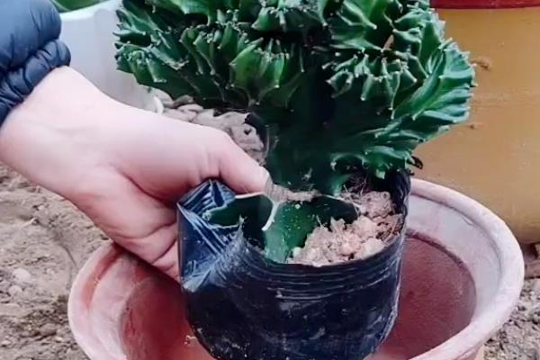 让玉麒麟快速生根的方法，施入农家肥或氮肥可加快生长速度