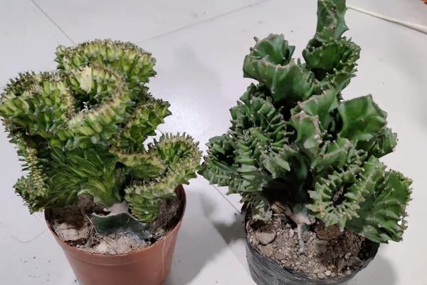 让玉麒麟快速生根的方法，施入农家肥或氮肥可加快生长速度