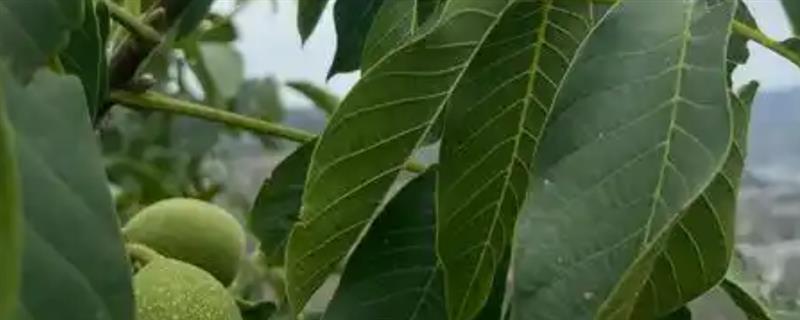 核桃树的适宜种植地区，南方温带地区更适合栽植