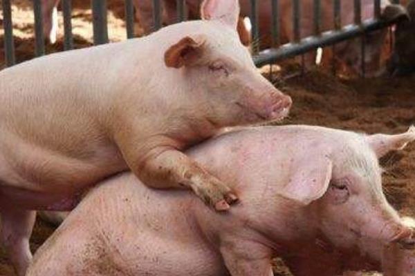 母猪为什么多次配不上种，可能是先天性繁殖障碍、公猪精液质量差等因素导致