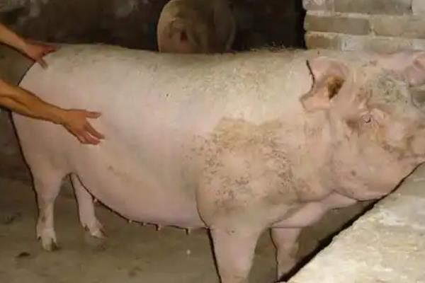 母猪为什么多次配不上种，可能是先天性繁殖障碍、公猪精液质量差等因素导致
