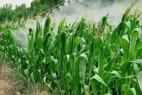 德彩糯玉米品种简介，中抗南方锈病（5级）