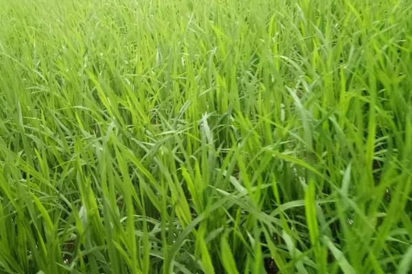云岭3号水稻种子特点，综合防治病虫害