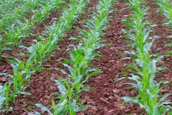 益鑫3号玉米种子介绍,2022年中抗穗腐病和大斑病