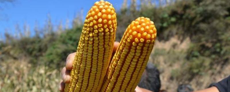 白糯996玉米品种的特性,适宜播种期4月中旬至5月下旬