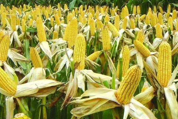 宏玉521玉米种子特点，适宜播种期3月上旬至5月下旬