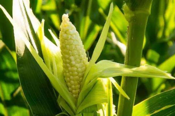 百玉6828玉米种子简介，适宜播种期5月底至6月上旬