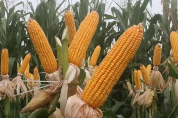 百玉6828玉米种子简介，适宜播种期5月底至6月上旬
