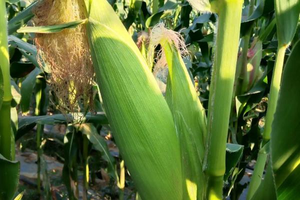 嘉禧136玉米品种简介，适宜播种期4月下旬至5月中旬