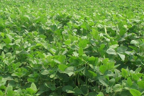 圣豆124大豆种子特征特性，亩种植密度