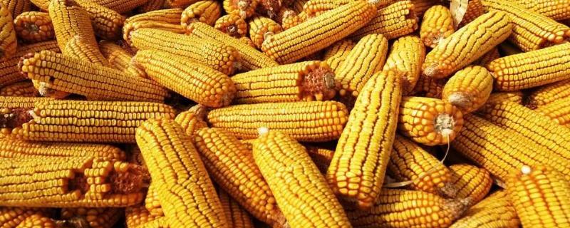 华兴单88DT玉米种子简介，心叶抗性水平为高抗