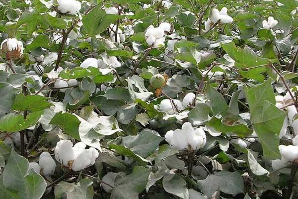 徐棉399棉花品种简介，二代棉铃虫可不防治