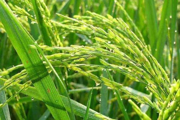华谷优八一水稻种子特点，一般4月下旬至5月下旬播种