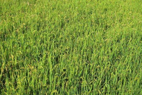 华湘明珠水稻种子介绍，一般4月中旬至5月中旬播种