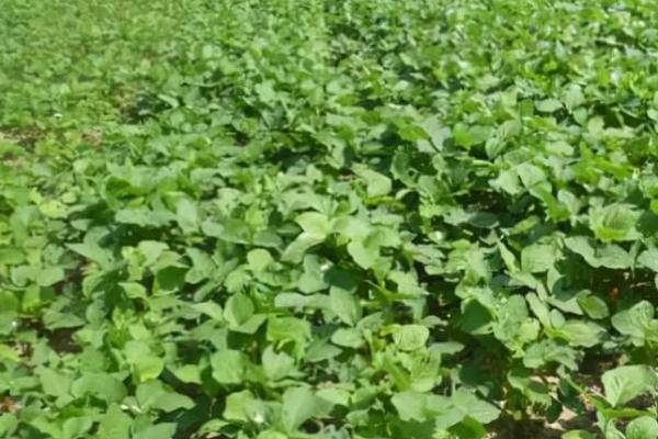天益科豆19大豆种子介绍，亩种植密度1万－4万株