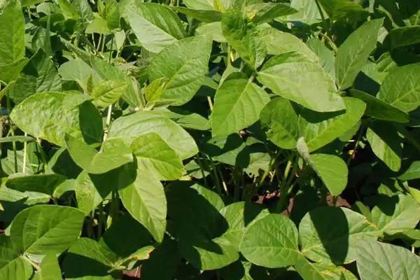 中豆51大豆种子简介，种植密度