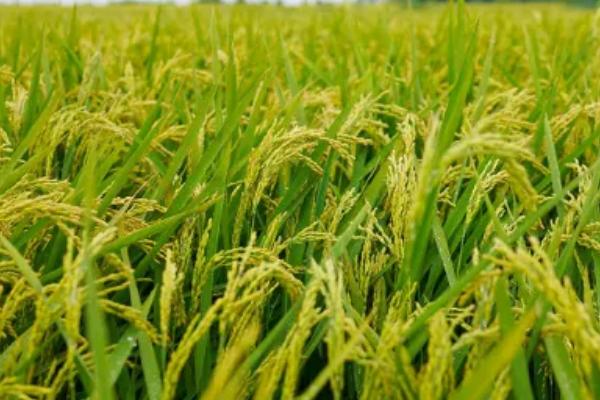 苏秀820水稻种子特点，每亩有效穗数21.3万穗