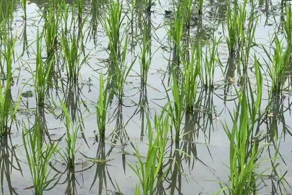 卓两优1227水稻品种的特性，秧田播种量每亩8.0千克