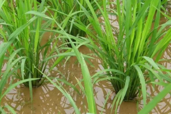 川种优622水稻品种简介，一般3月下旬至4月上旬播种