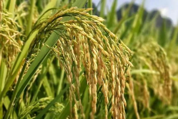 珠两优1466水稻种子特点，每亩插足基本苗6万以上