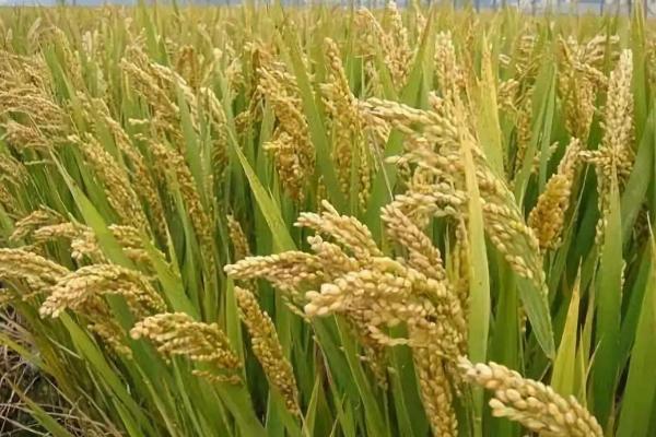 川种优622水稻品种简介，一般3月下旬至4月上旬播种