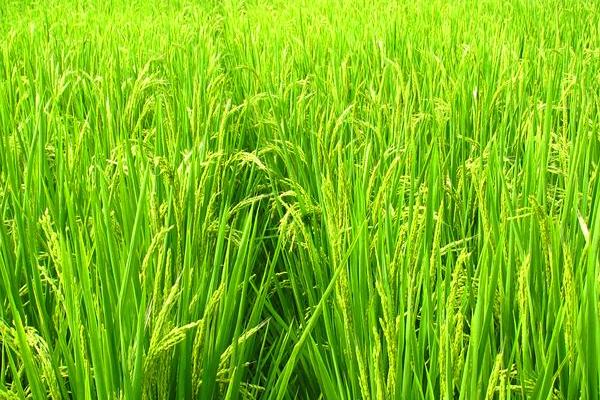 珠两优1466水稻种子特点，每亩插足基本苗6万以上
