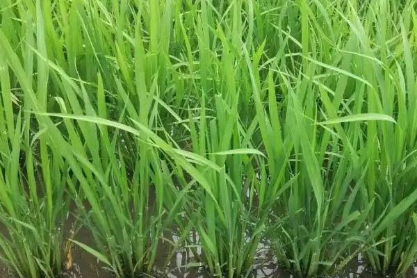 珖两优7068水稻品种简介，秧田播种量每亩10.0千克