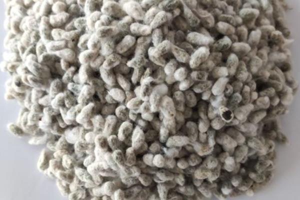 湘丰棉一号棉花品种简介，4月中旬播种