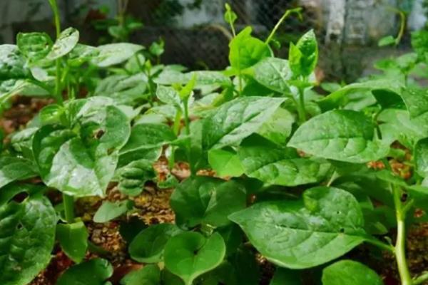 木耳菜怎么采收，植株上部的嫩梢可用手掐下