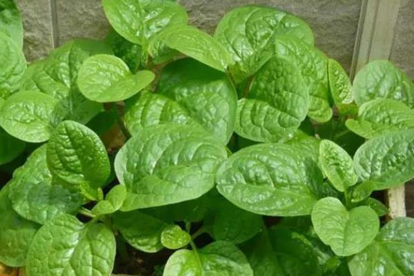 木耳菜怎么采收，植株上部的嫩梢可用手掐下