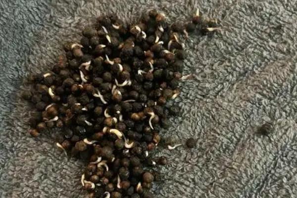 木耳菜怎么采收，植株上部的嫩梢可用手掐下