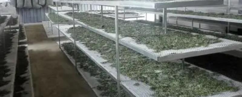 农村比较赚钱的小厂，推荐野菜加工厂、生活用纸加工厂等