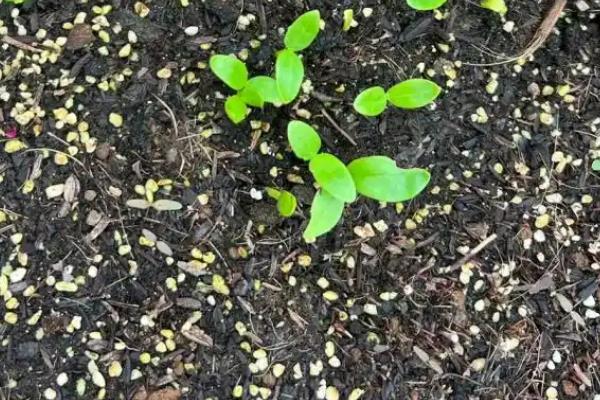 木耳菜怎么采收，植株上部的嫩梢可用手掐下