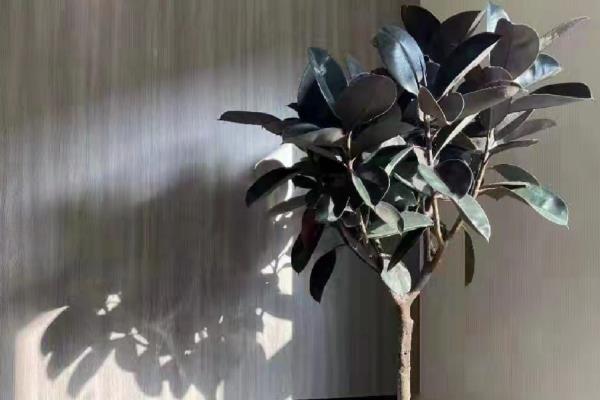 橡皮树夏季的养殖方法，适宜生长在温暖湿润的环境中