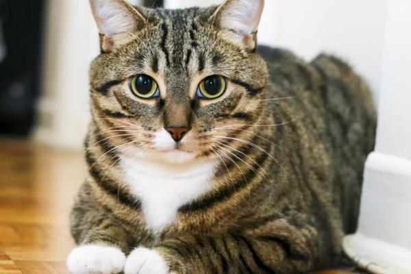 猫科动物的种类，常见猫、狮子、老虎等品种