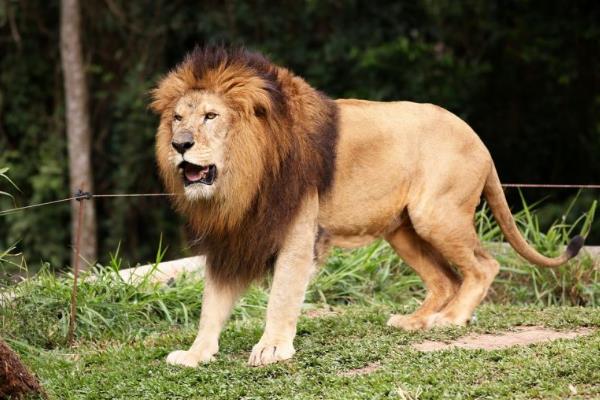猫科动物的种类，常见猫、狮子、老虎等品种